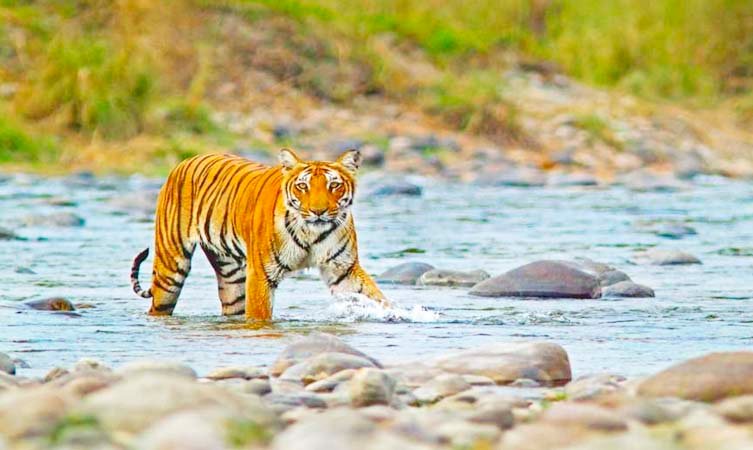 Jim Corbett National Park